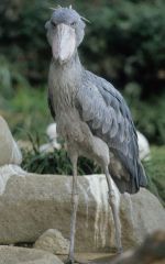 �n�V�r���R�E