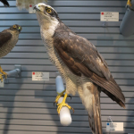 �I�I�^�J�̂͂���