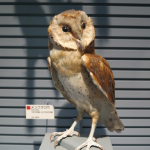 �����t�N���E�̂͂���