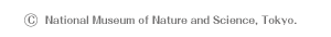 �����Ȋw�����ف@Copyright 2012-2013 National Museum of Nature and Science, Tokyo. All right reserved. 