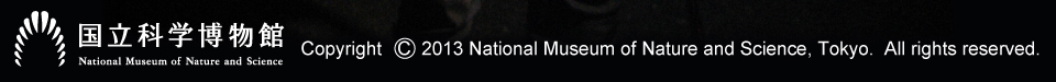 Copyright 2013 National Museum of Nature and Science, Tokyo.  All rights reserved.�@�����Ȋw������
