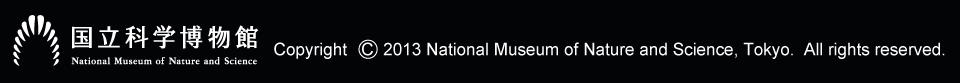 Copyright 2013 National Museum of Nature and Science, Tokyo.  All rights reserved.�@�����Ȋw������