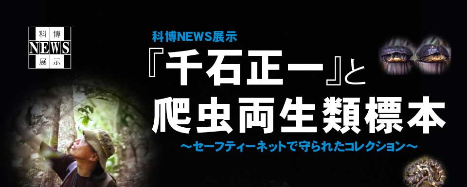 �Ȕ��j���[�X�W���w��ΐ���x��঒������ޕW�{�`�Z�[�t�e�B�[�l�b�g�Ŏ��ꂽ�R���N�V�����`