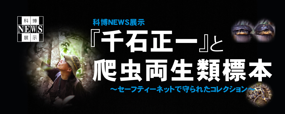 �Ȕ��j���[�X�W���w��ΐ���x��঒������ޕW�{�`�Z�[�t�e�B�[�l�b�g�Ŏ��ꂽ�R���N�V�����`