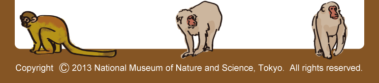 Copyright 2013 National Museum of Nature and Science, Tokyo. All rights reserved.