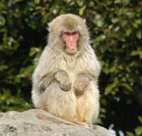 �T���R�̃j�z���U��