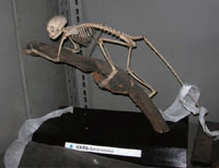 ���X�U���̍��i�W�{