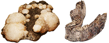 企画展「石の世界と宮沢賢治」 - 国立科学博物館