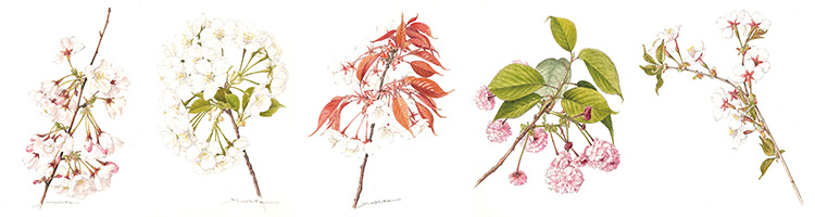 太田洋愛　ボタニカルアート　くずの花 太田洋愛 ボタニカルアート くずの花 太田洋愛 ボタニカルアート くずの花