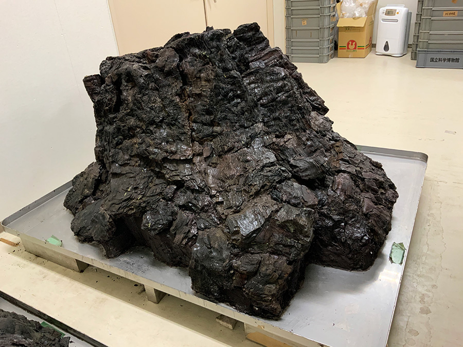 企画展「メタセコイア －生きている化石は語る」（2021（令和3）年1月