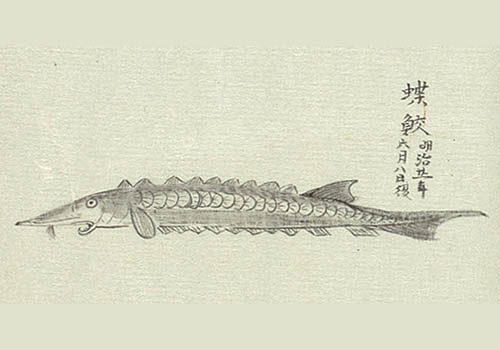 『両羽博物図譜』に描かれたチョウザメ