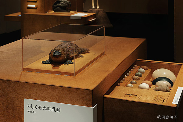 企画展「WHO ARE WE 観察と発見の生物学」国立科学博物館収蔵庫