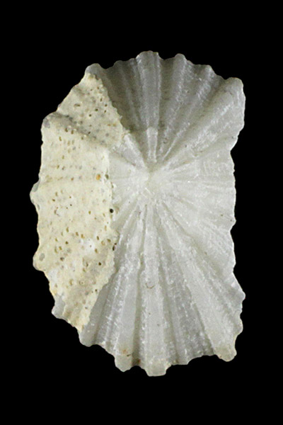 貝化石（ユキノカサ）