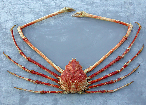 企画展「知られざる海生無脊椎動物の世界」:: 国立科学博物館 National