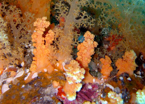 企画展「知られざる海生無脊椎動物の世界」:: 国立科学博物館 National