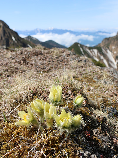 企画展「高山植物～高嶺の花たちの多様性と生命のつながり～」:: 国立