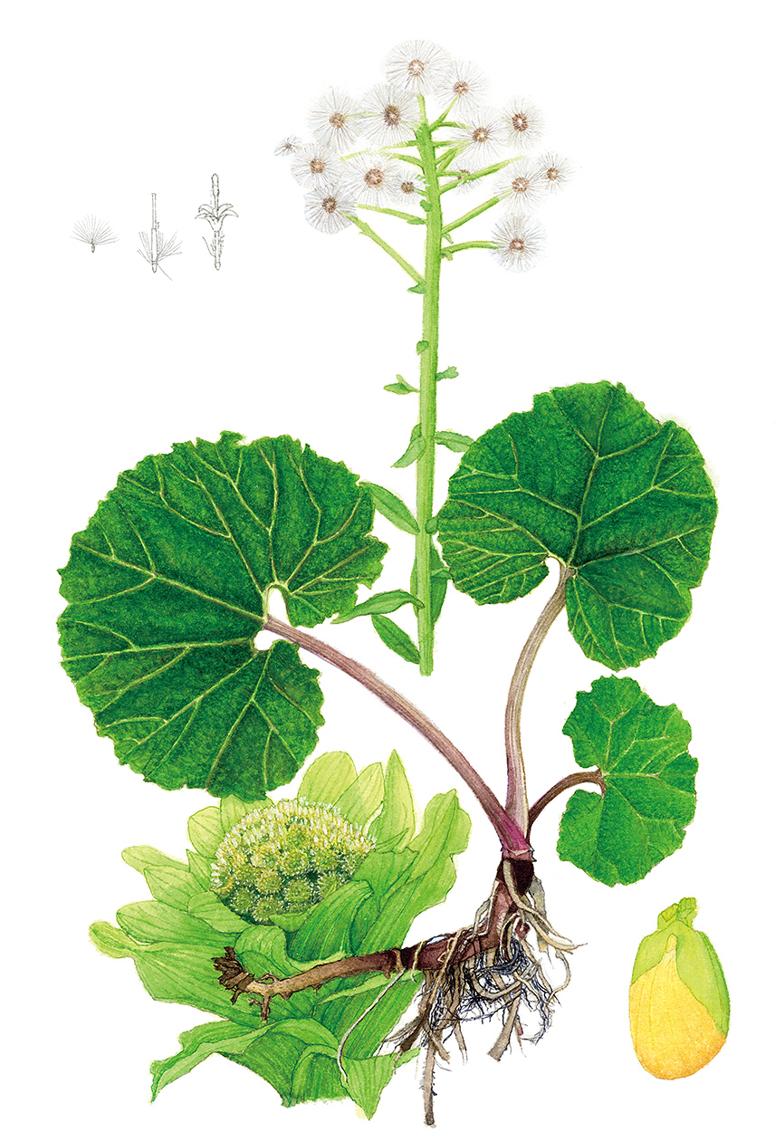 第41回植物画コンクール入賞作品展 - 国立科学博物館