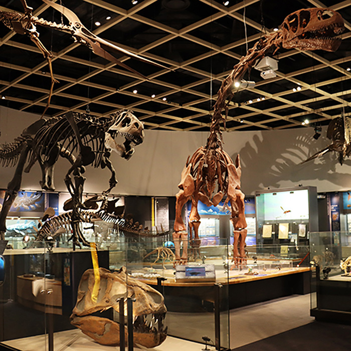 Toyohashi Museum of Natural History