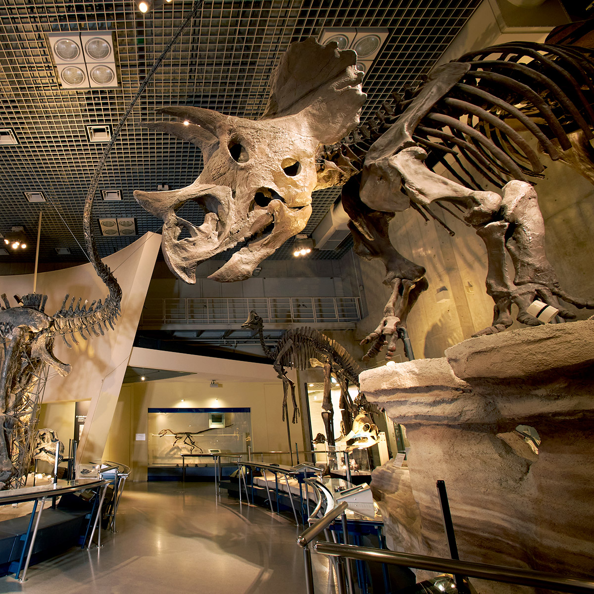 地球館地下１階−恐竜の謎を探る−「トリケラトプス」