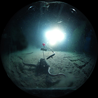 深海２　画像提供：JAMSTEC（海洋研究開発機構）
