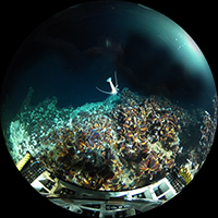 深海１　画像提供：JAMSTEC（海洋研究開発機構）