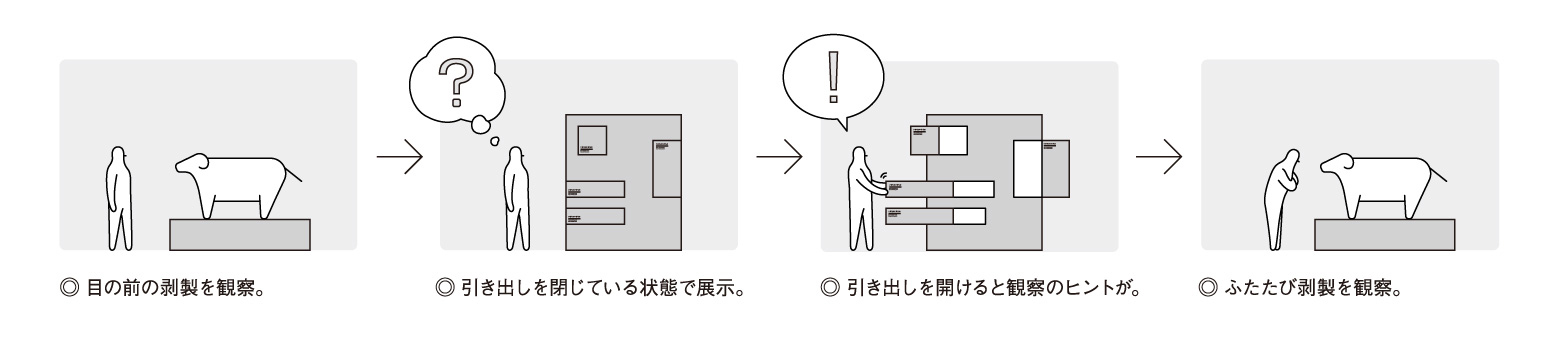 展示体験フロー図◎目の前の剥製を観察。◎引き出しを閉じている状態で展示。◎引き出しを開けると観察のヒントが。◎ふたたび剥製を観察。