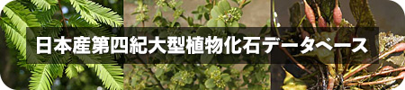 日本産第四期大型化石データベース
