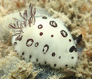 marine invertebrates