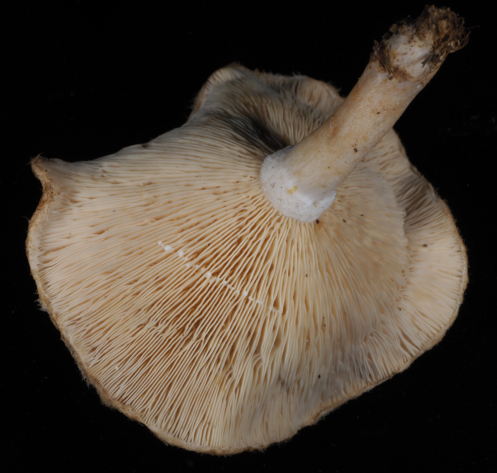 Lactarius austrotorminosus showing gills and white latex