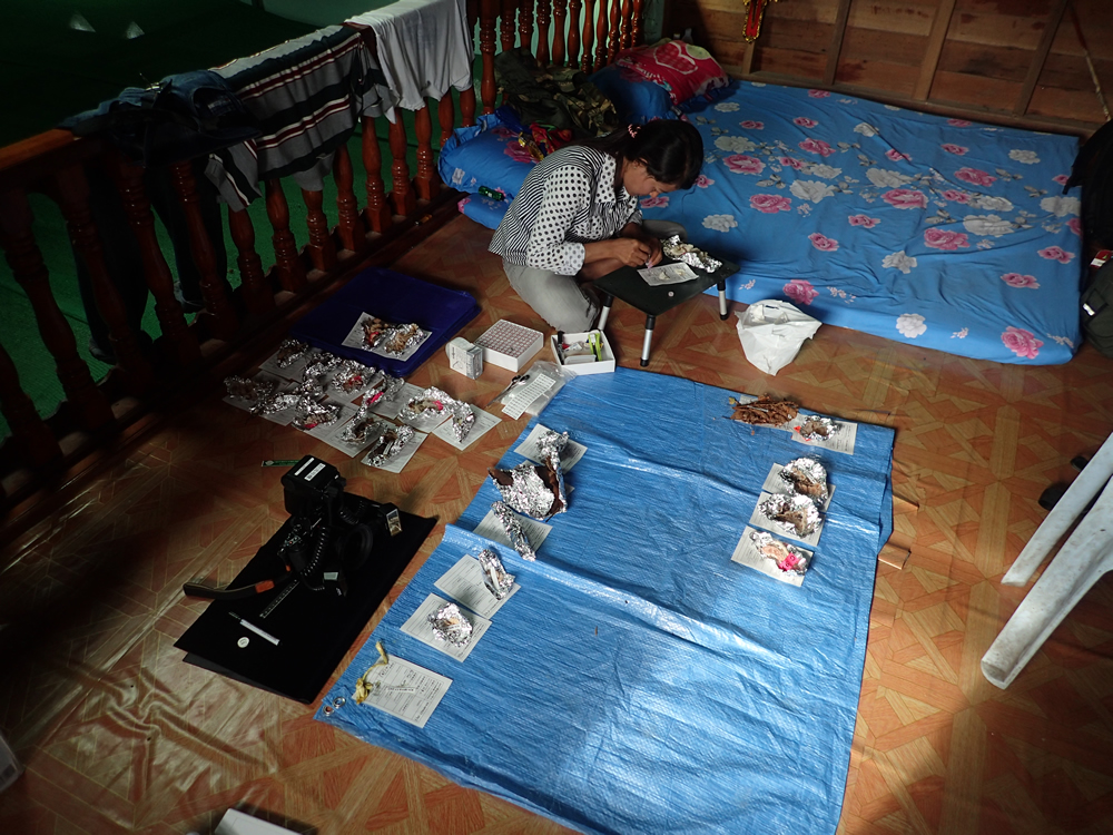 Curation of mushroom specimens