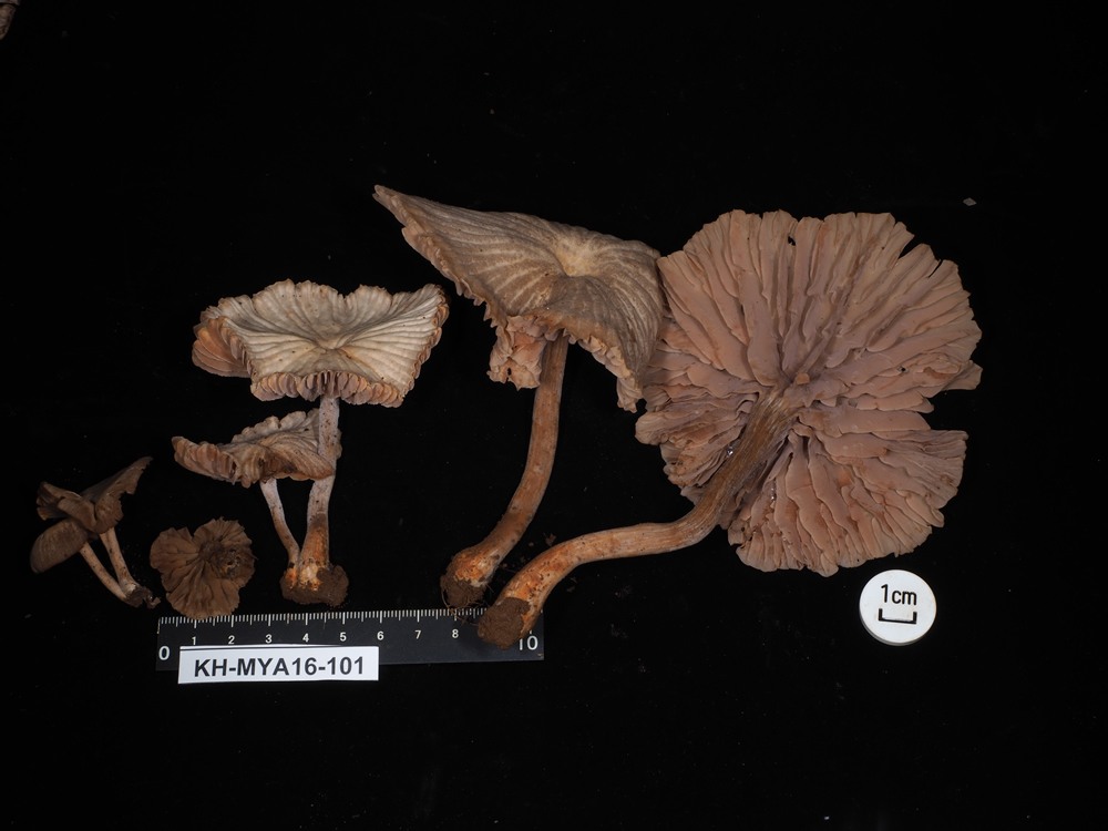 Specimen photo of Laccaria vinaceoavellanea (Hydnangiaceae, Agaricales) taken at the field station.