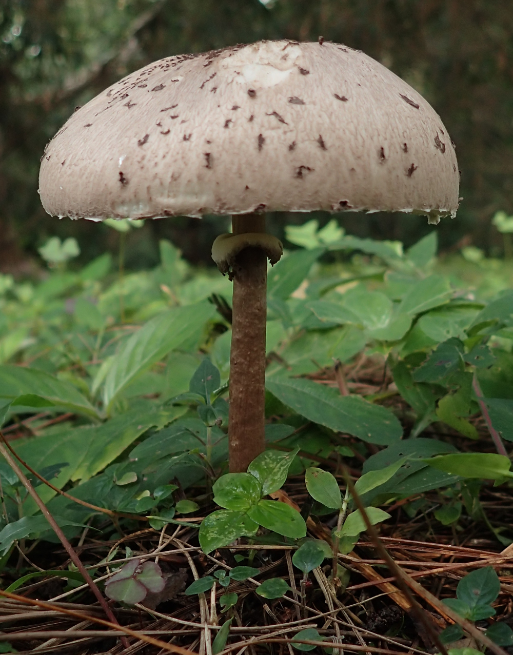 Macrolepiota velosa (Agaricaceae, Agaricales) newly reported from Myanmar in 2019 (Hosaka et al., 2019)