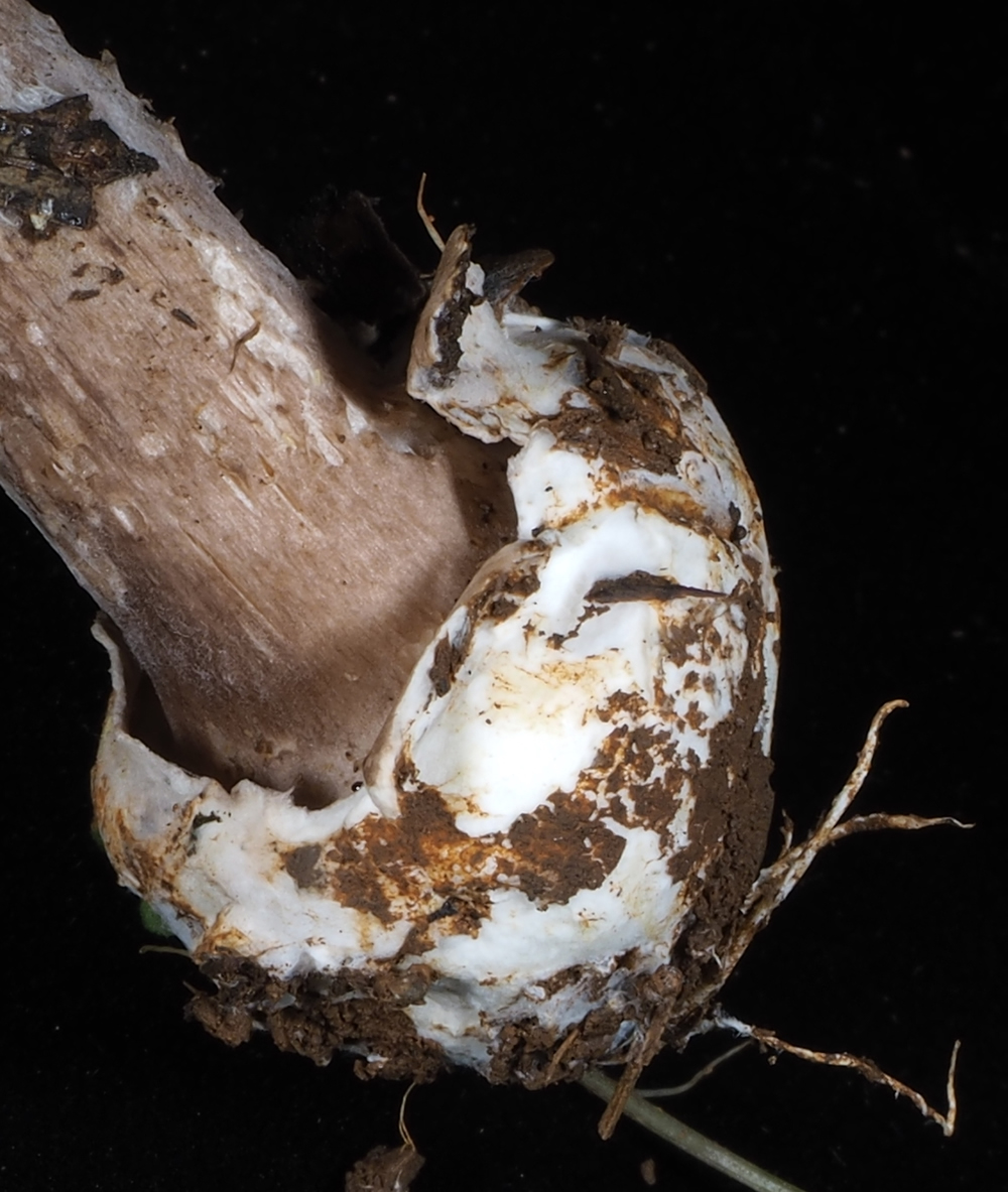 Macrolepiota velosa has a distinct volva, which is an unusual character for the genus (Hosaka et al., 2019). Photo taken on August 28, 2016.