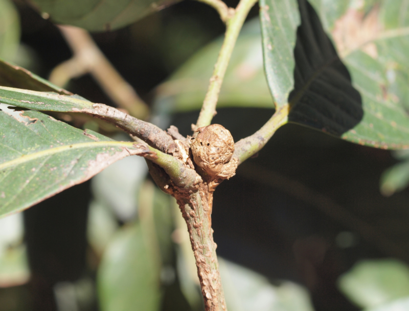 A gall from which Lithosaphonecrus mindatus emerged