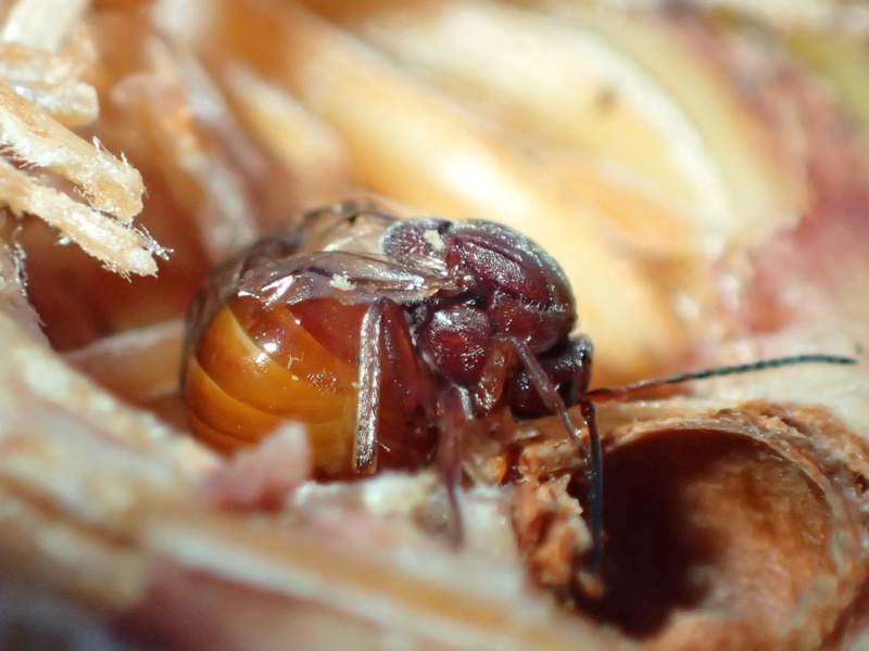 An adult of Andricus mukaigawae collected from a gall