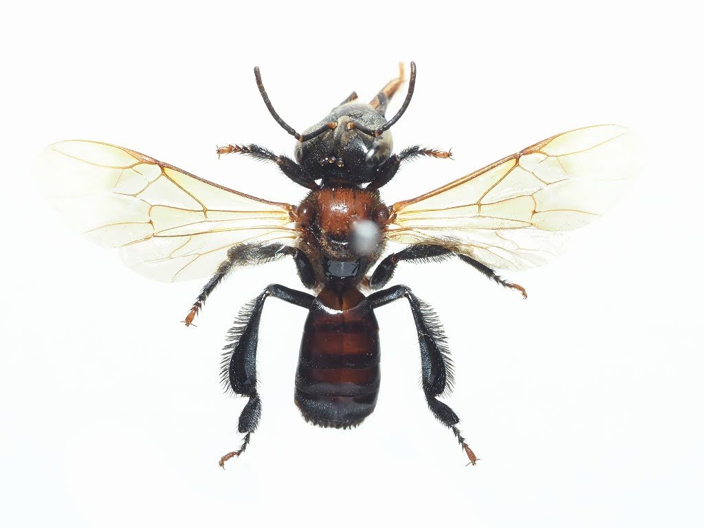 bee