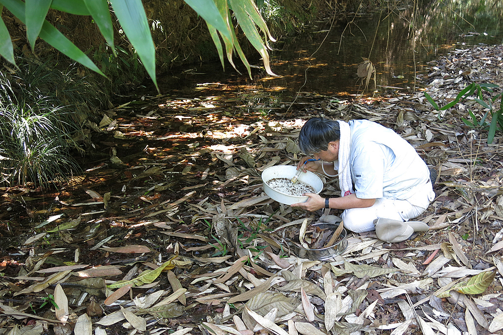 Collecting pselaphines by sifting leaf litter by Nomura