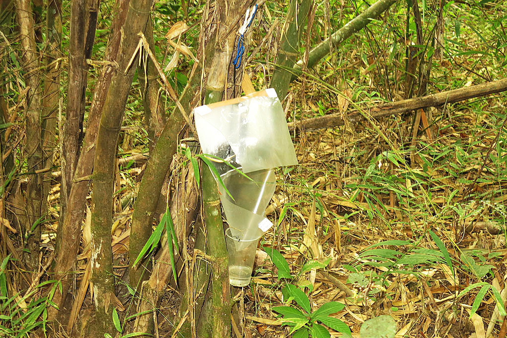 A portable light trap set in TNR