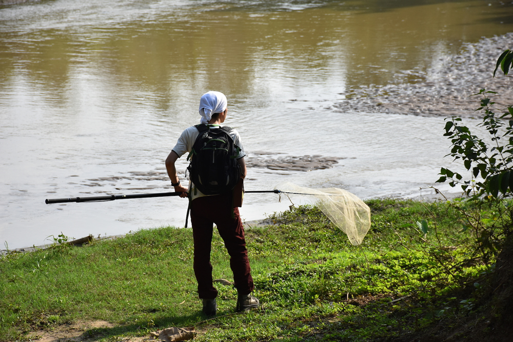 Odonata (dragonflies and damselflies) in Myanmar