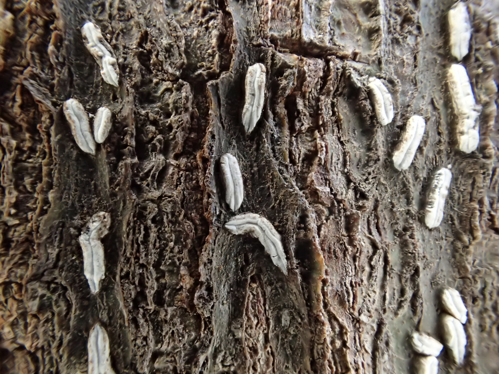 Dyplolabia afzelii (Ach.) A. Massal