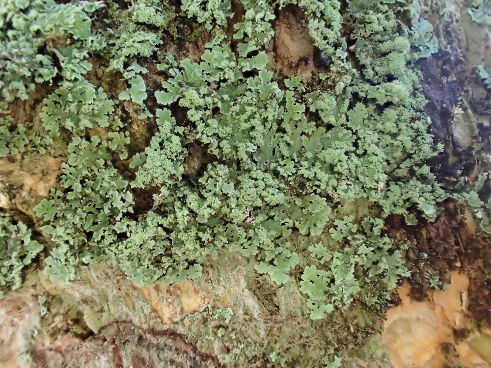 Physcia undulata Moberg