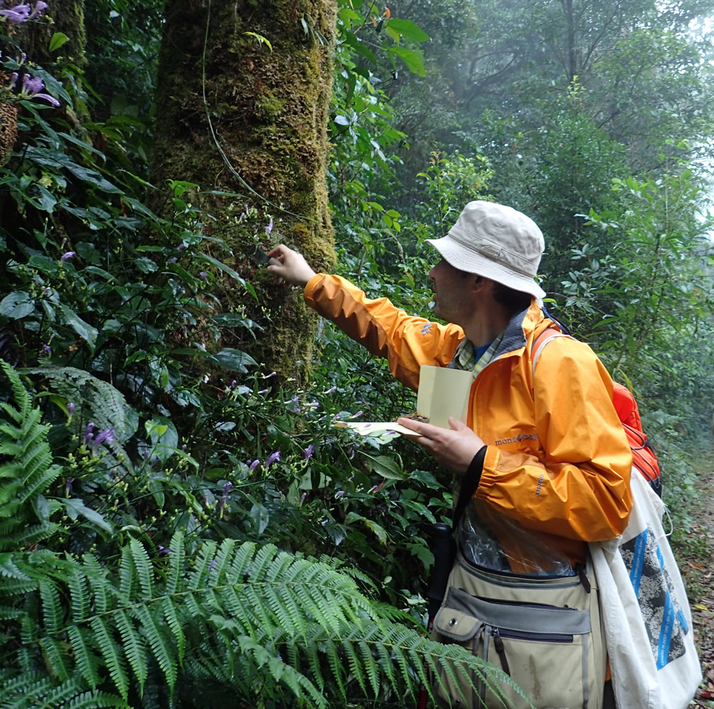 Collecting a lichen with a knife