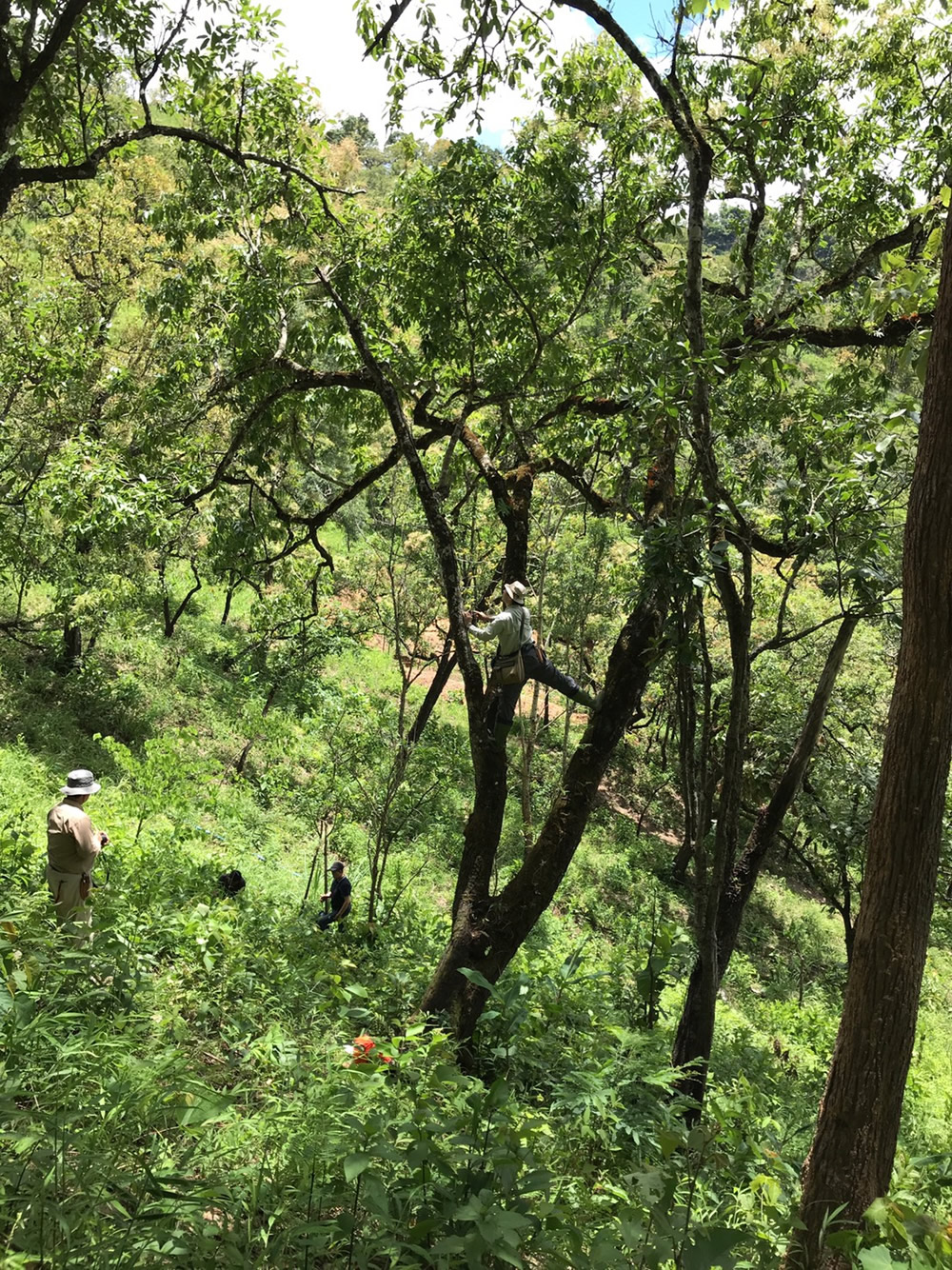 Collecting lichens on a tree