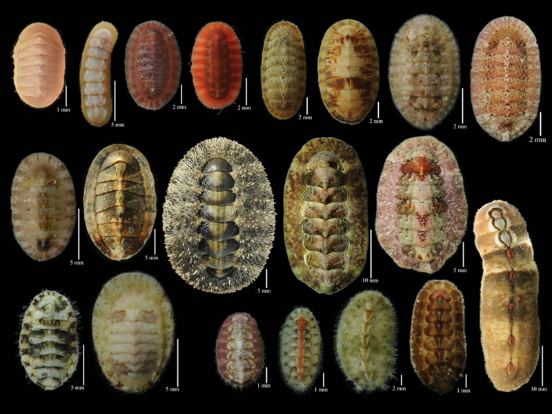 chitons