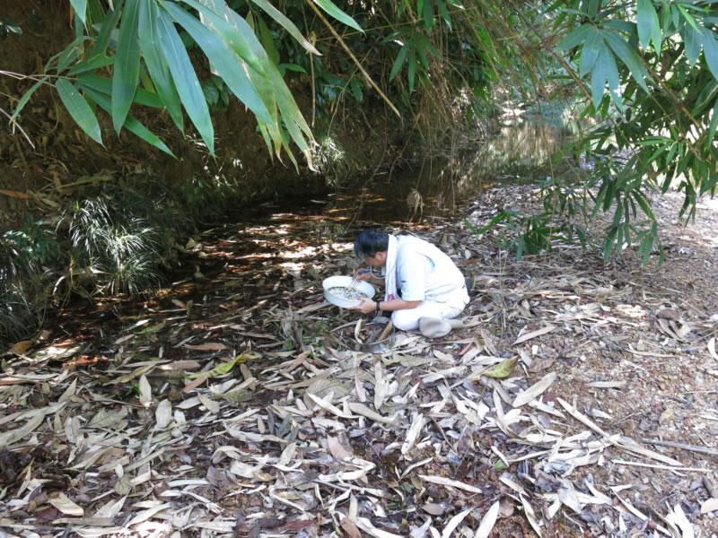 Dr. Shuhei Nomura (Coleoptera)