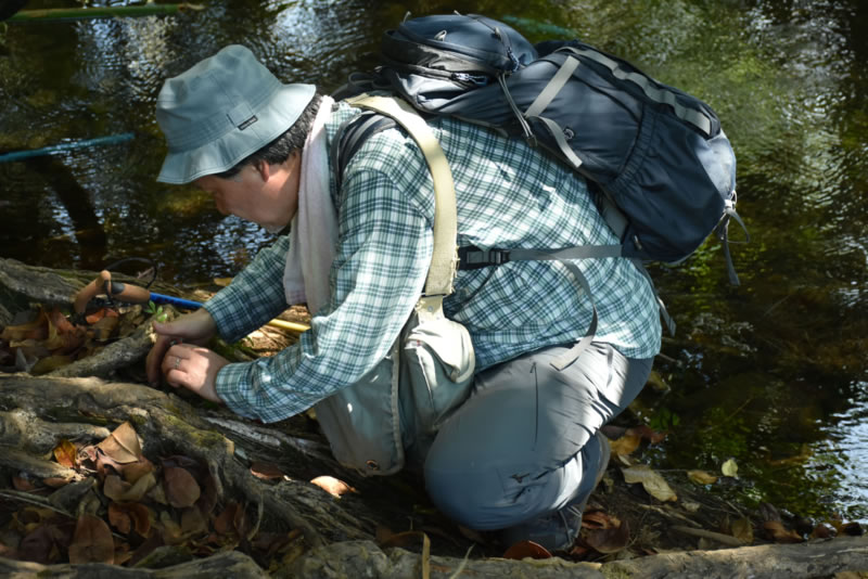 Dr. Masanobu Higuchi (Bryophytes)