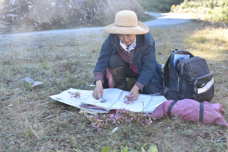 Dr. Shinobu Akiyama (Seed plants)