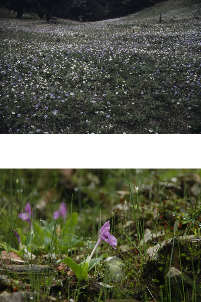 Roscoea australe_distant and Roscoea australe_macro