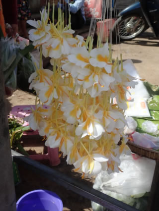 Hedychium chrysoleucum