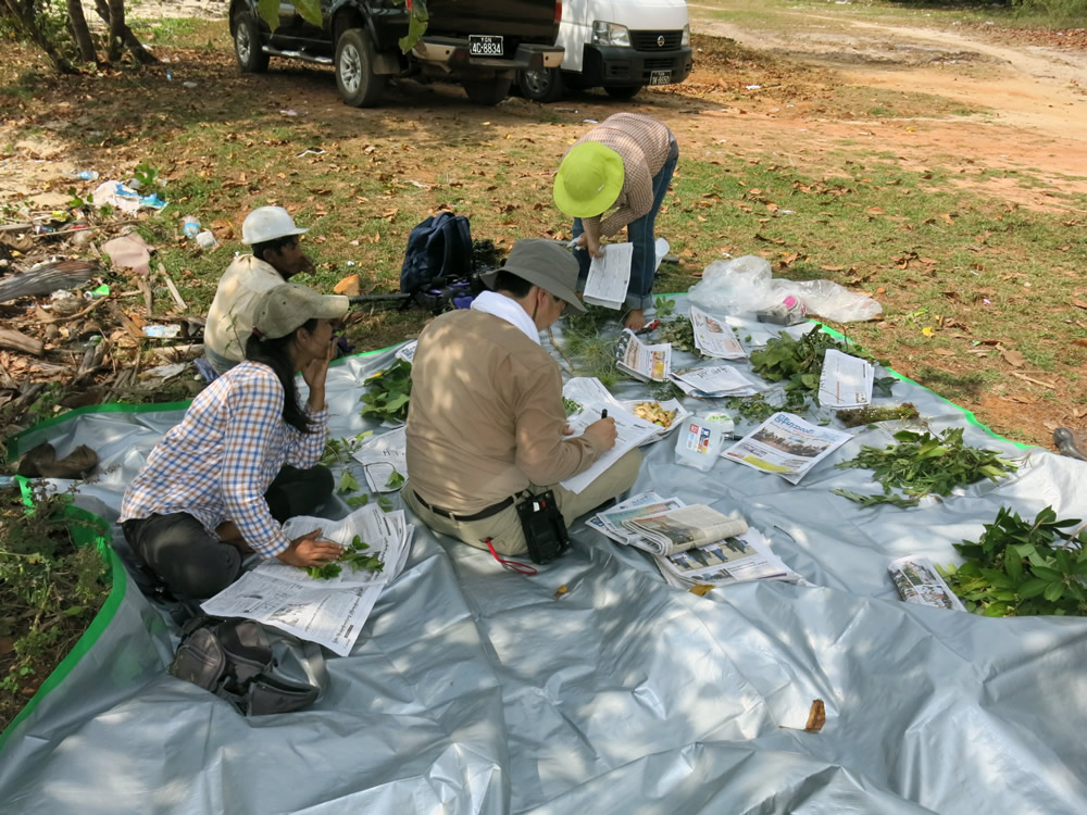 Pressing specimens in the field, Dawei, Tanintharyi Region